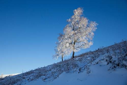 hill tree covered with snow united kingdom